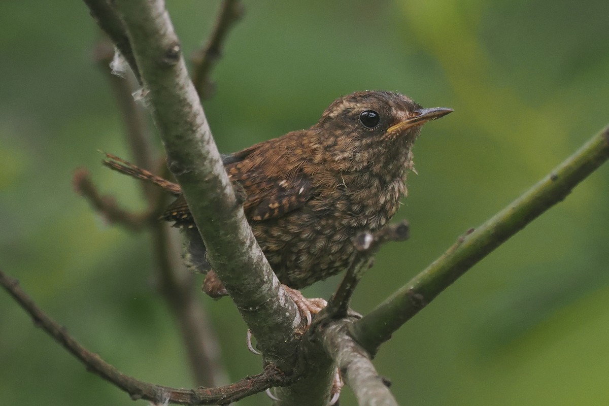 Pacific Wren - ML620873600