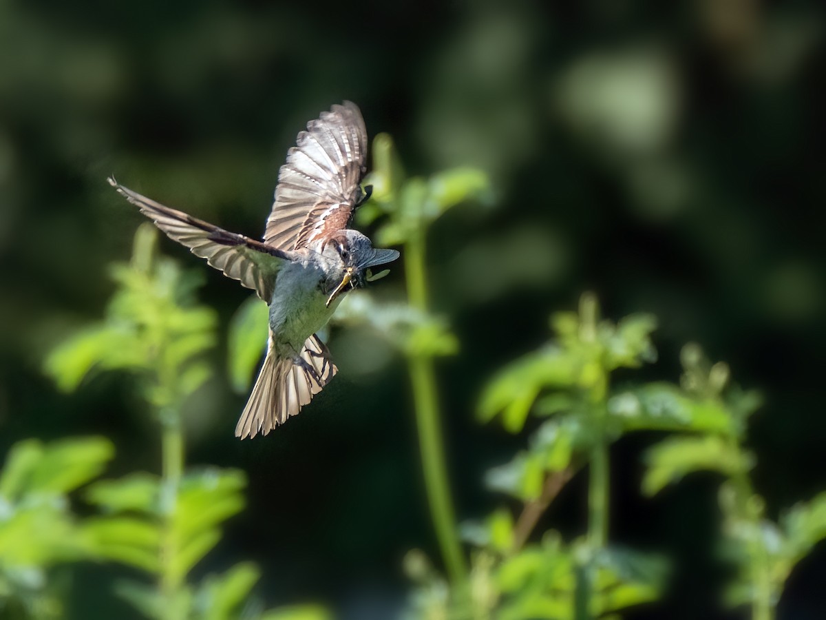 House Sparrow - ML620873607