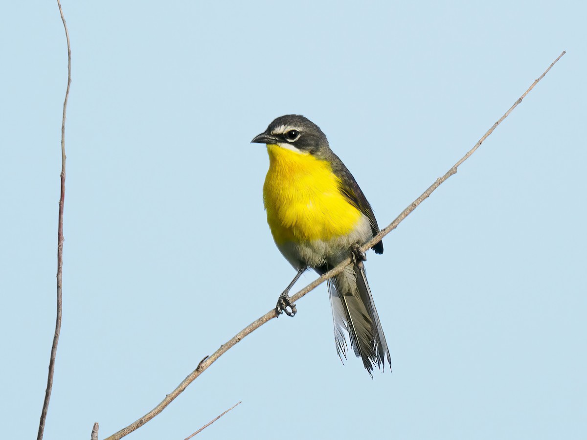 Yellow-breasted Chat - ML620873610