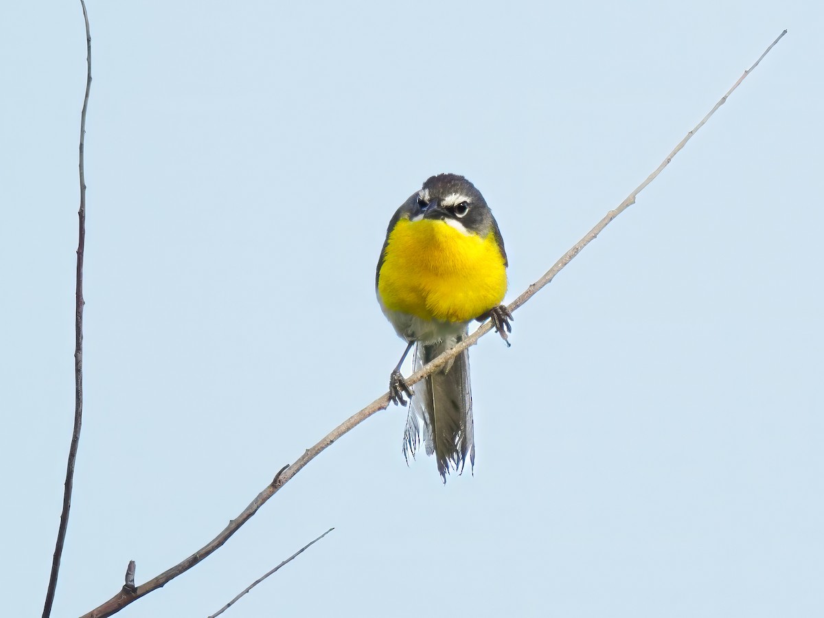 Yellow-breasted Chat - ML620873611