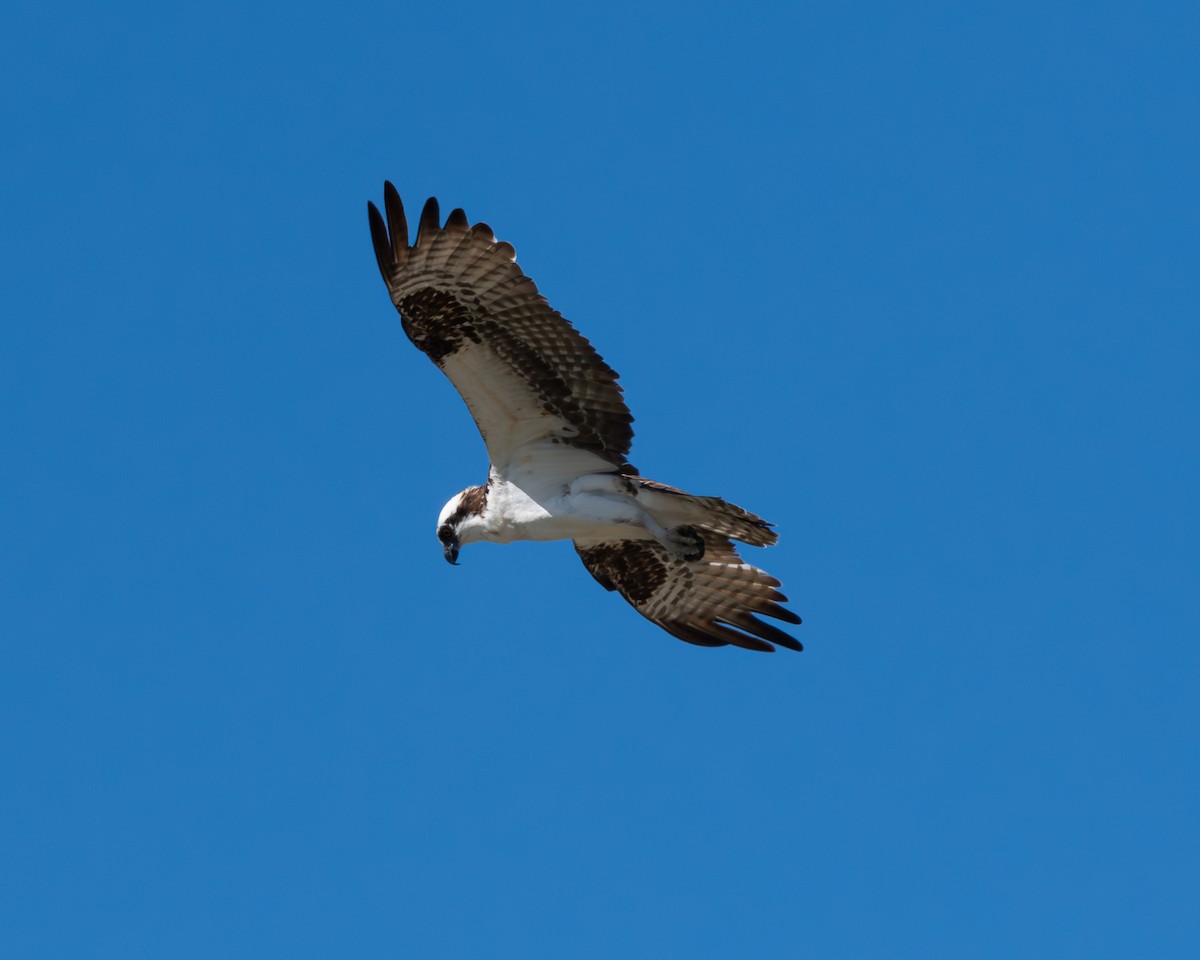 Osprey - ML620873614