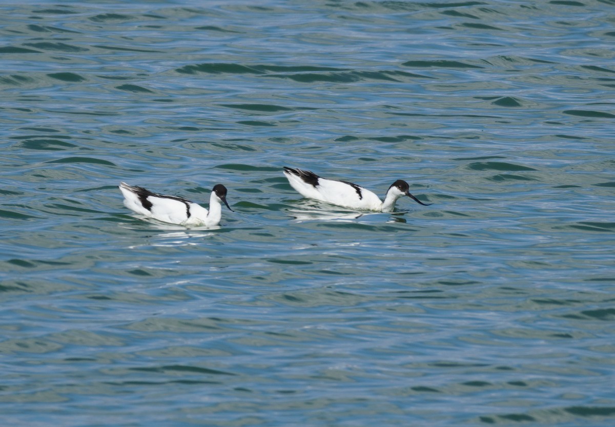 Pied Avocet - Sarah Foote