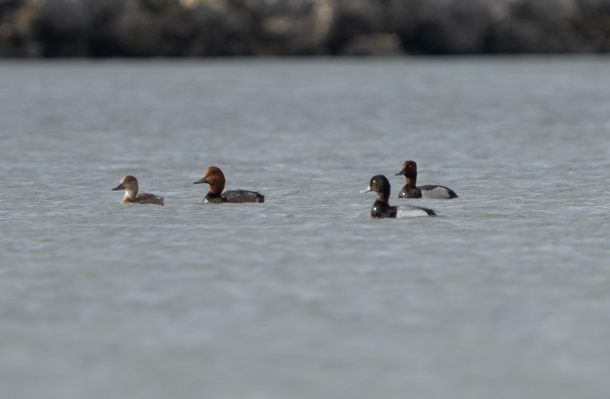 Redhead x Ring-necked Duck (hybrid) - ML620873622