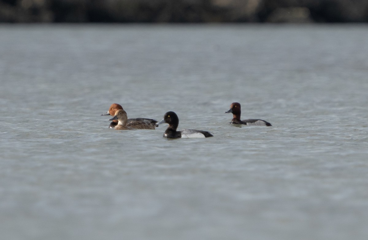 Redhead x Ring-necked Duck (hybrid) - ML620873623