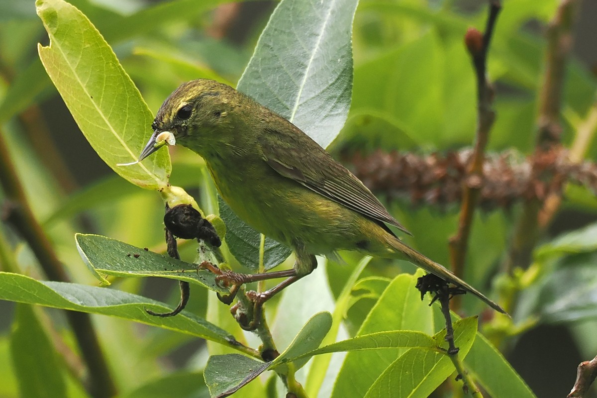 Orange-crowned Warbler - ML620873625