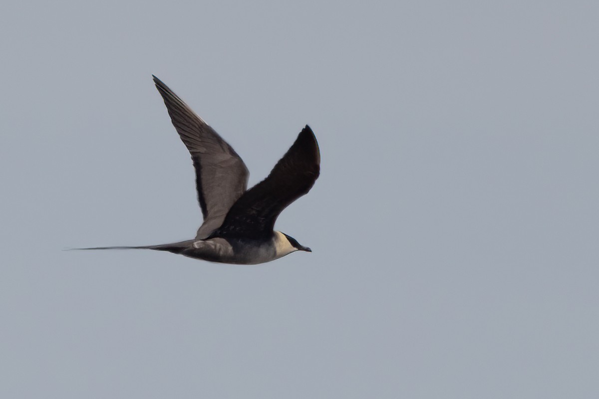 Long-tailed Jaeger - ML620873641