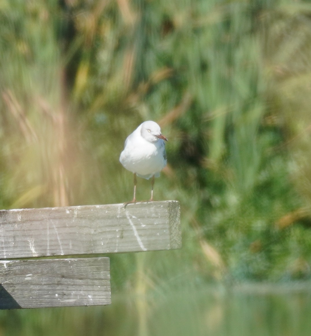 Gray-hooded Gull - ML620873645