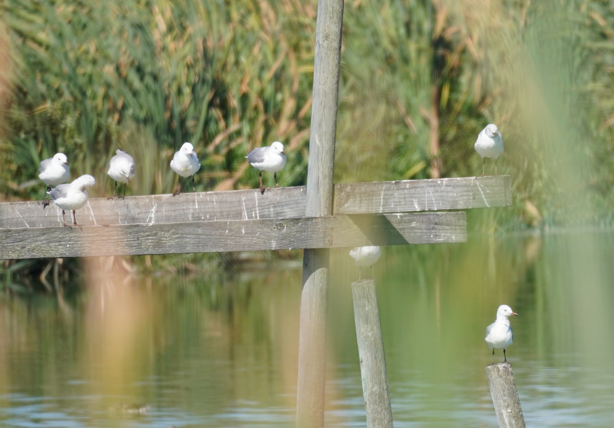 Gray-hooded Gull - Sarah Foote