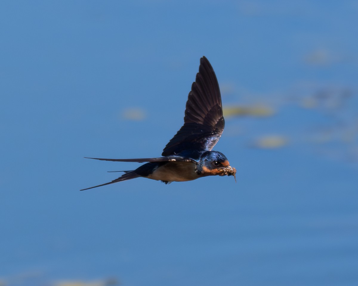 Barn Swallow (American) - ML620873651