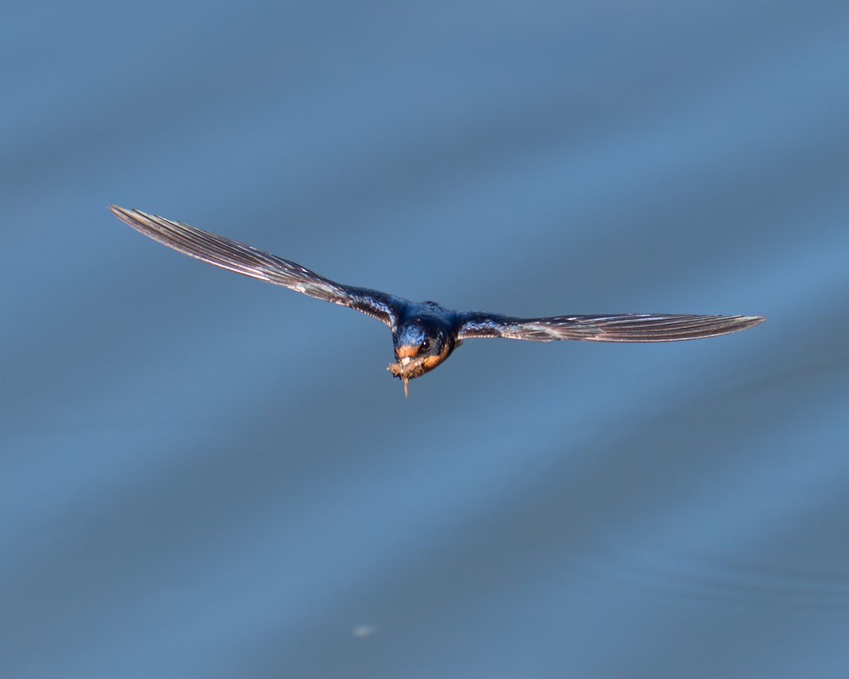 Barn Swallow (American) - ML620873652