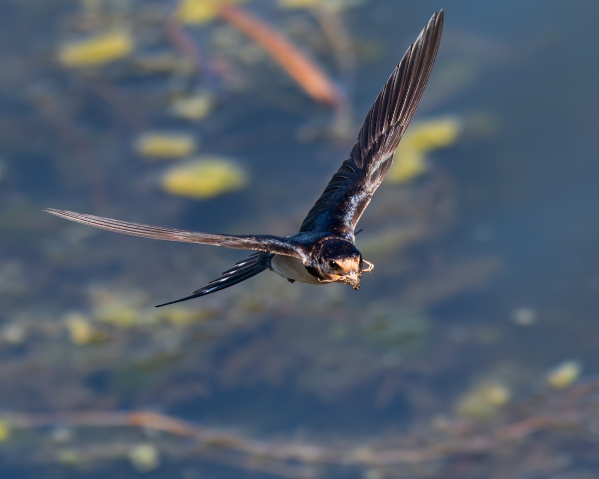 vlaštovka obecná (ssp. erythrogaster) - ML620873653