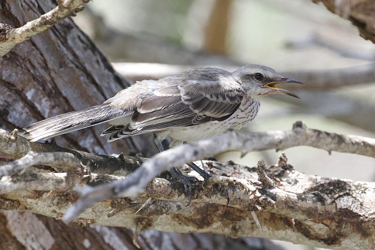 Tropical Mockingbird - ML620873666