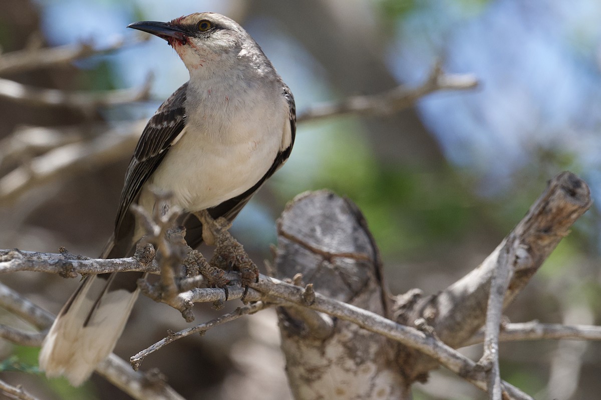 Tropical Mockingbird - ML620873667