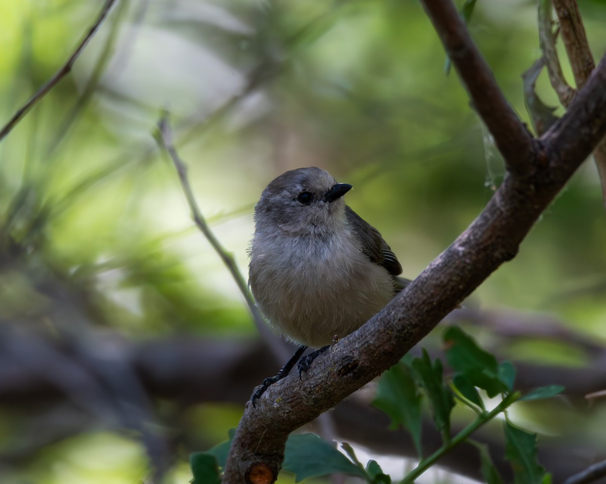 Bushtit (Pacific) - Julian Johnson