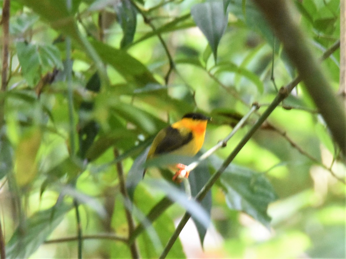 Orange-collared Manakin - ML620873671