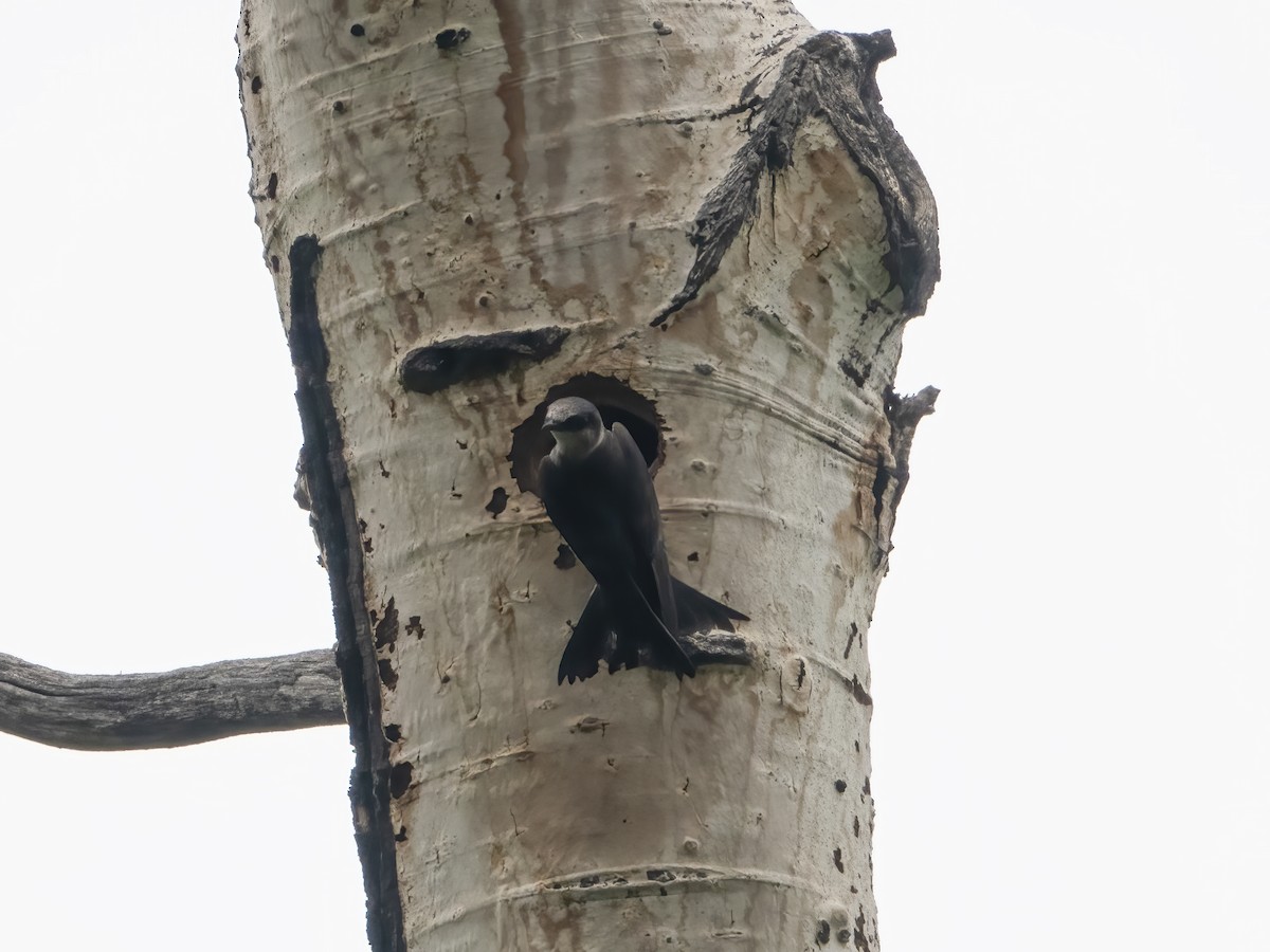 Purple Martin - ML620873690