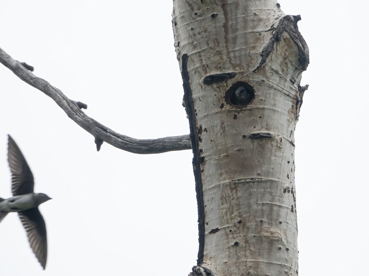 Purple Martin - ML620873694