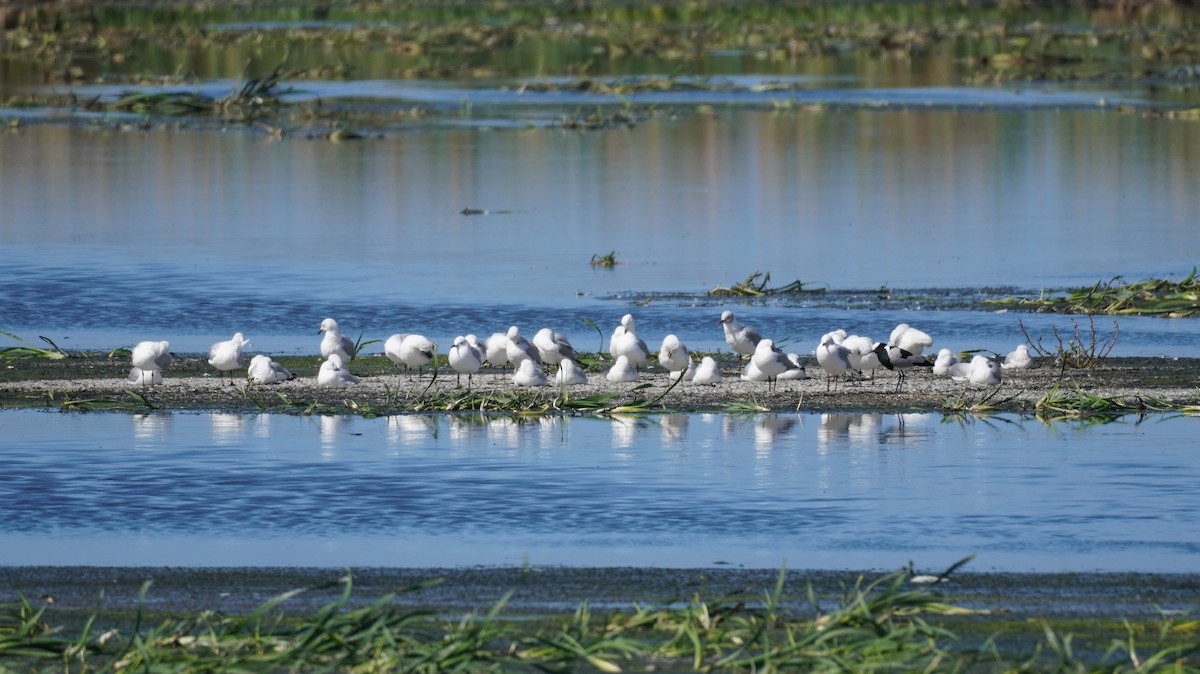 Hartlaub's Gull - ML620873696