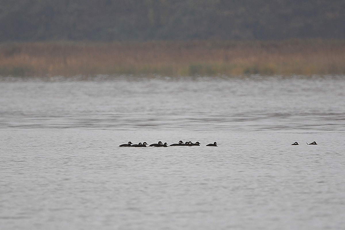 Black Scoter - ML620873700