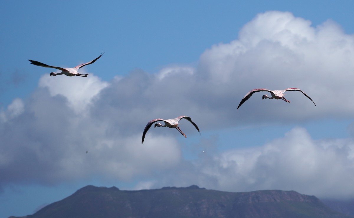 Lesser Flamingo - ML620873708