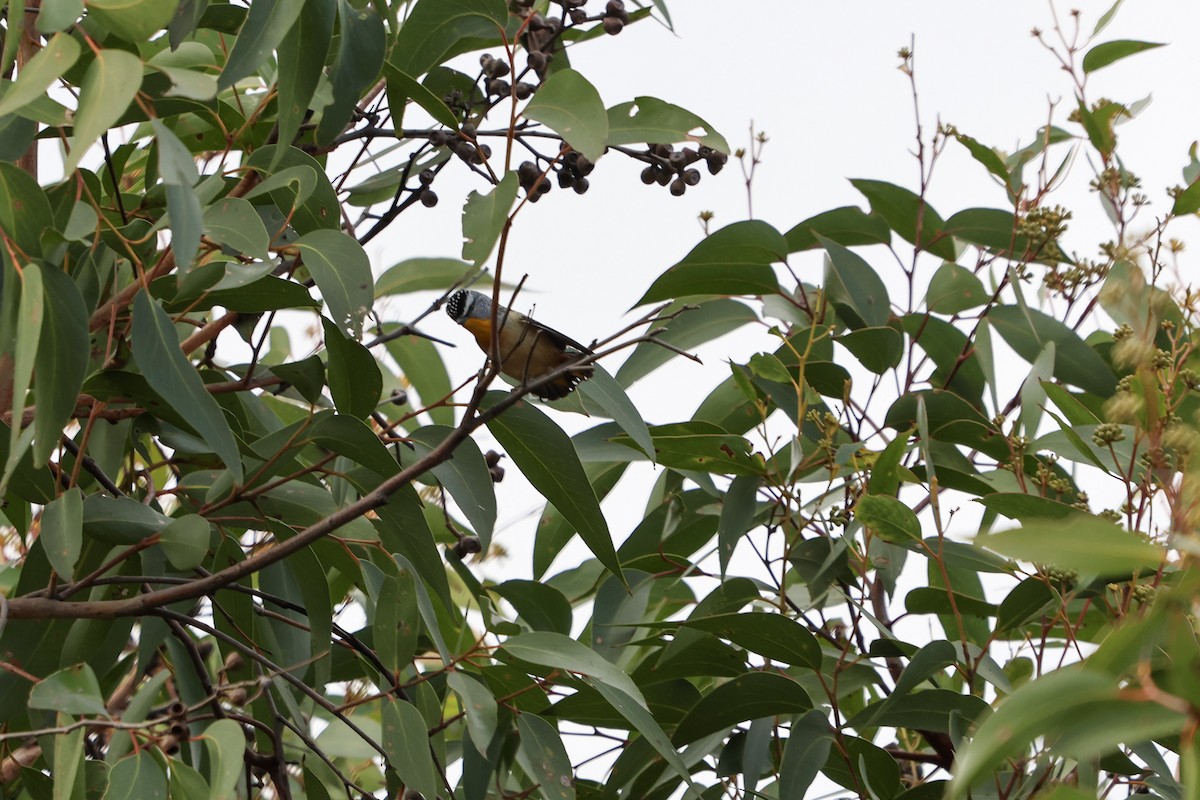 Spotted Pardalote - ML620873709