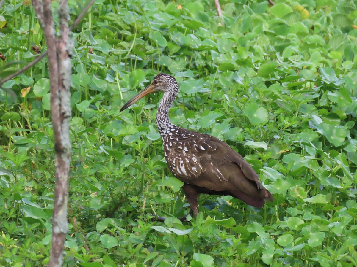 Limpkin - ML620873715