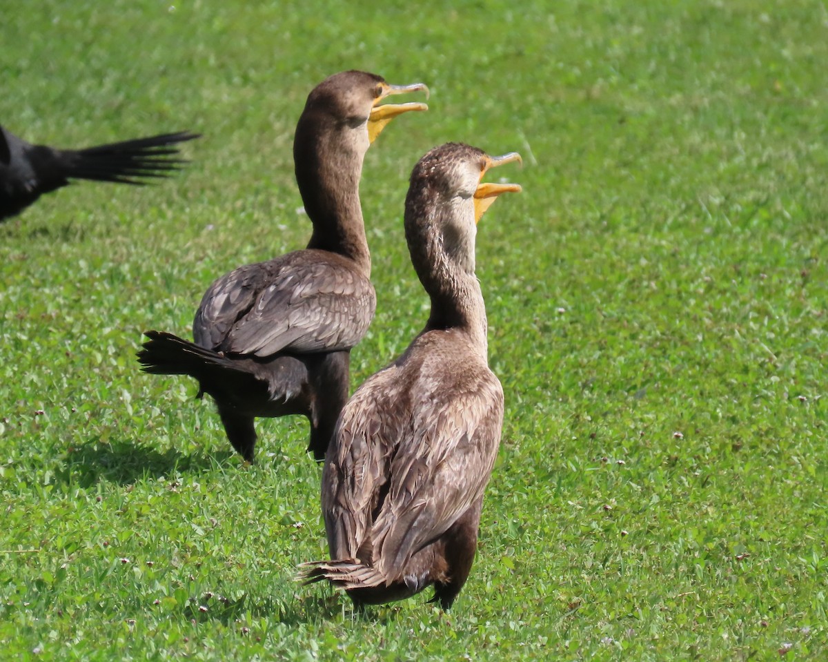 Double-crested Cormorant - ML620873728