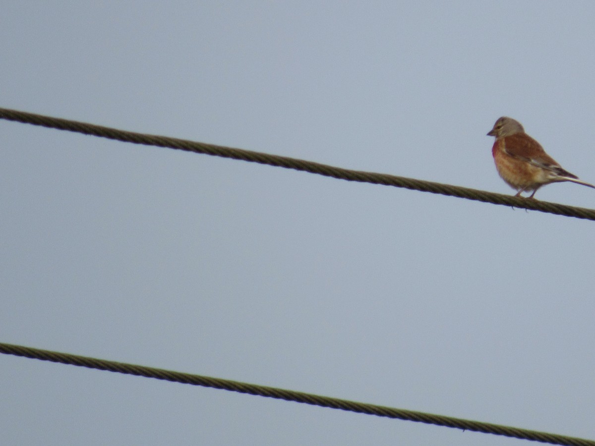 Eurasian Linnet - ML620873733