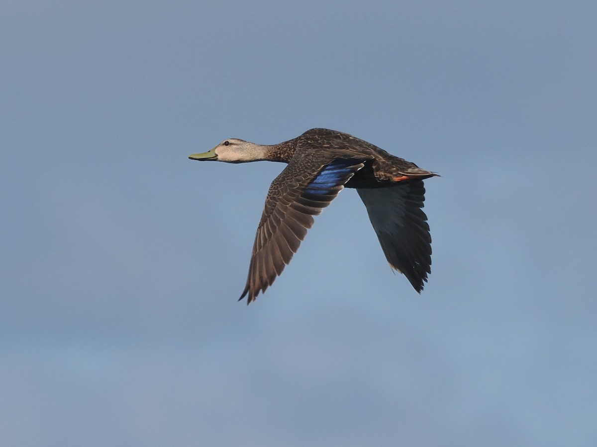 Mottled Duck - ML620873764