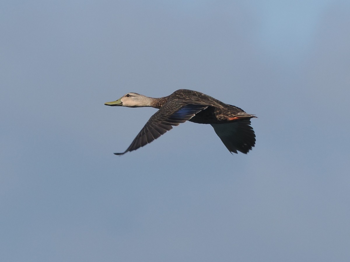 Mottled Duck - ML620873773