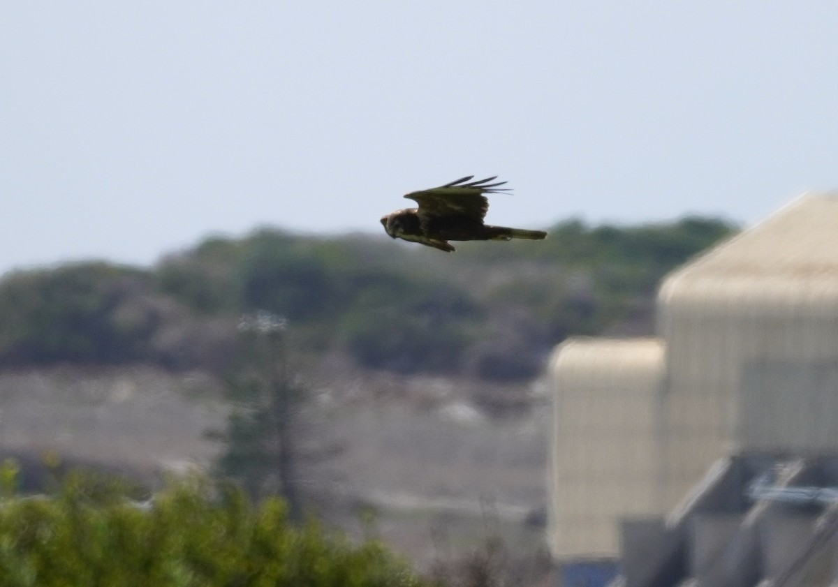 African Marsh Harrier - ML620873776