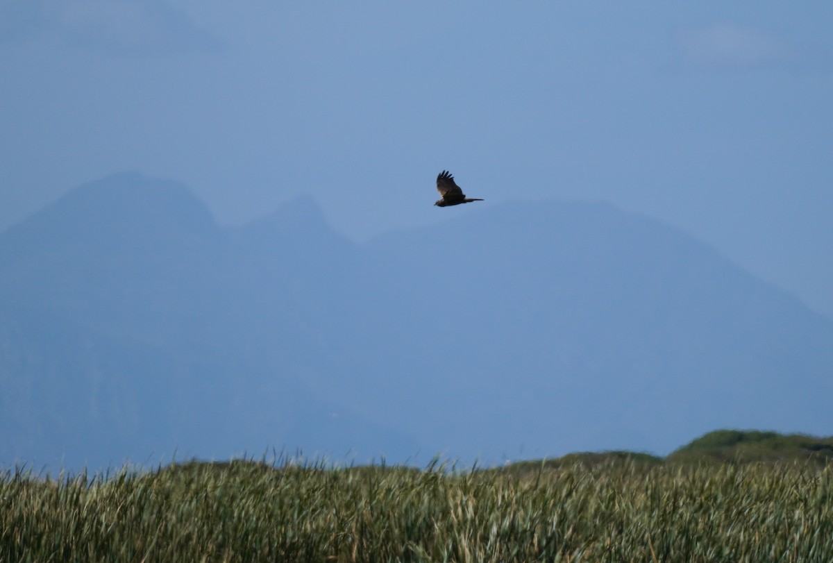 African Marsh Harrier - ML620873778