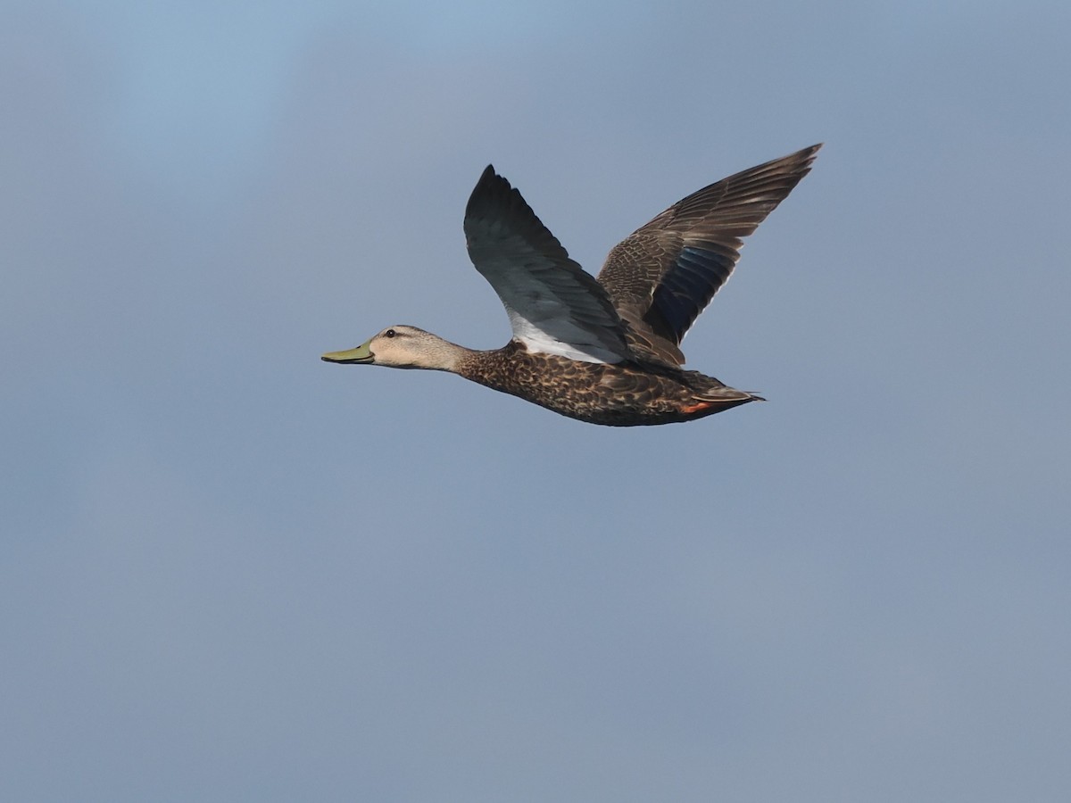 Mottled Duck - Vincent O'Brien