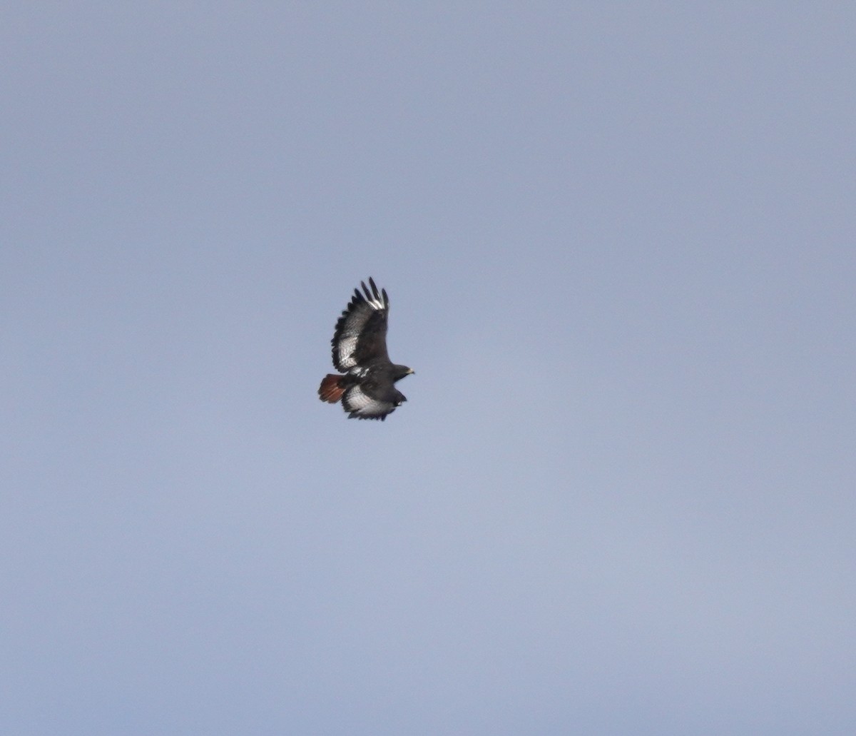 Jackal Buzzard - ML620873796