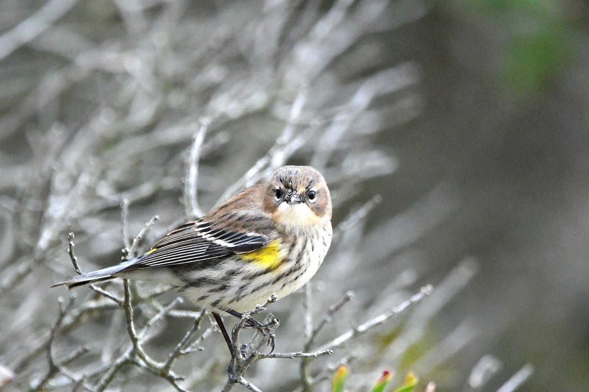 Yellow-rumped Warbler - ML620873801