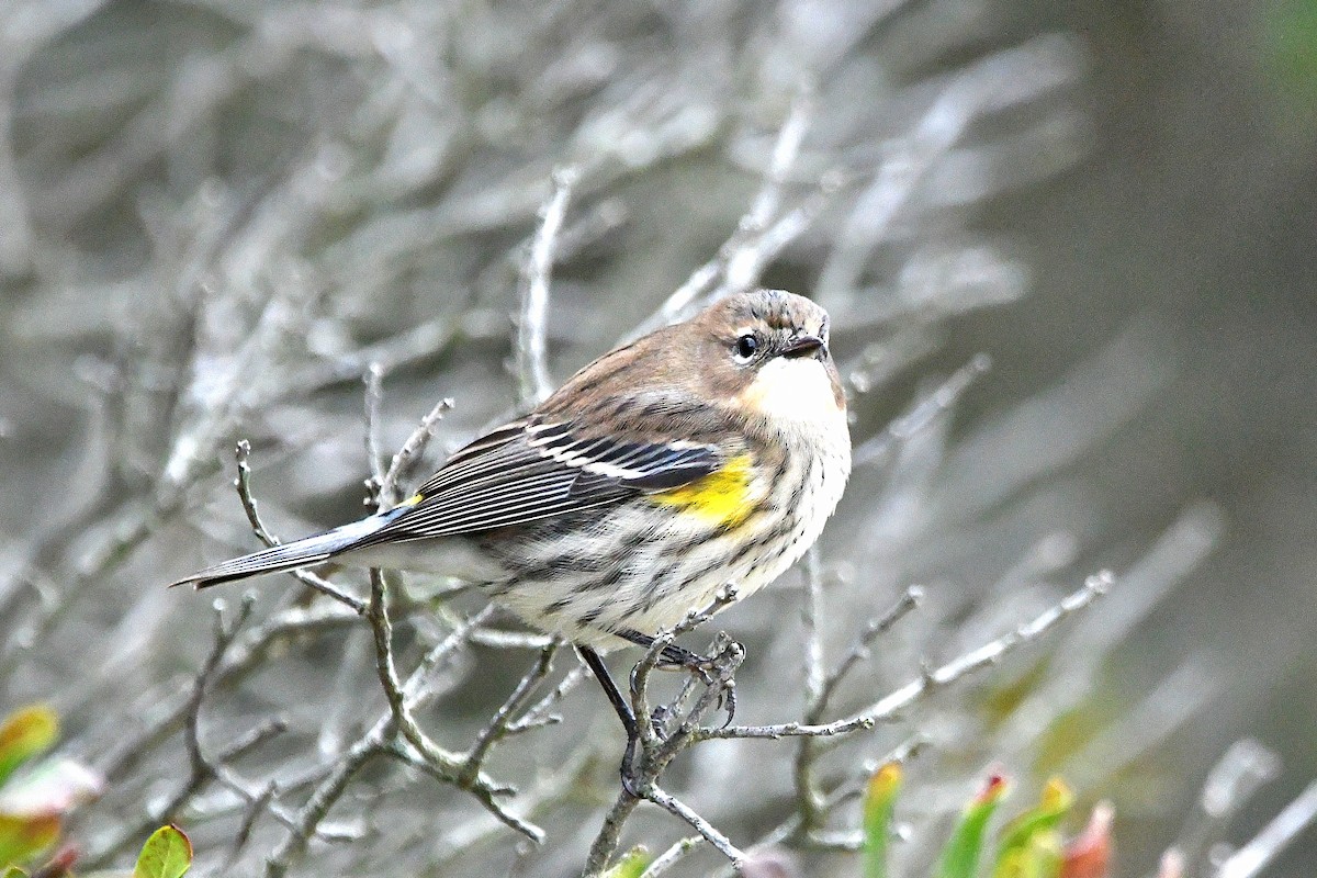 Yellow-rumped Warbler - ML620873802