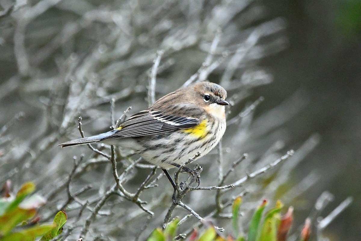 Yellow-rumped Warbler - ML620873803