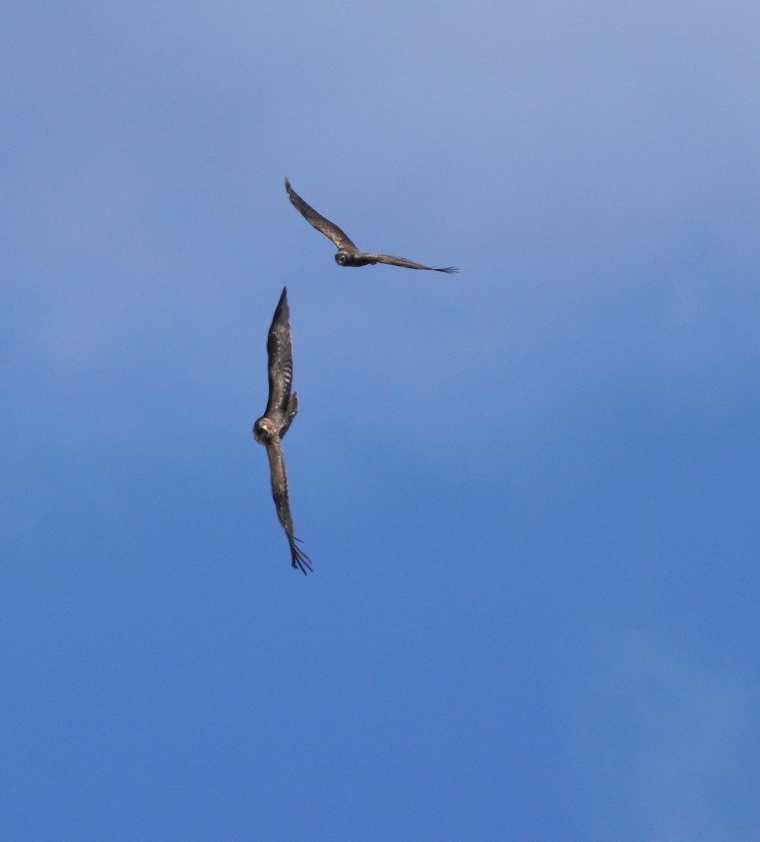 African Harrier-Hawk - ML620873806