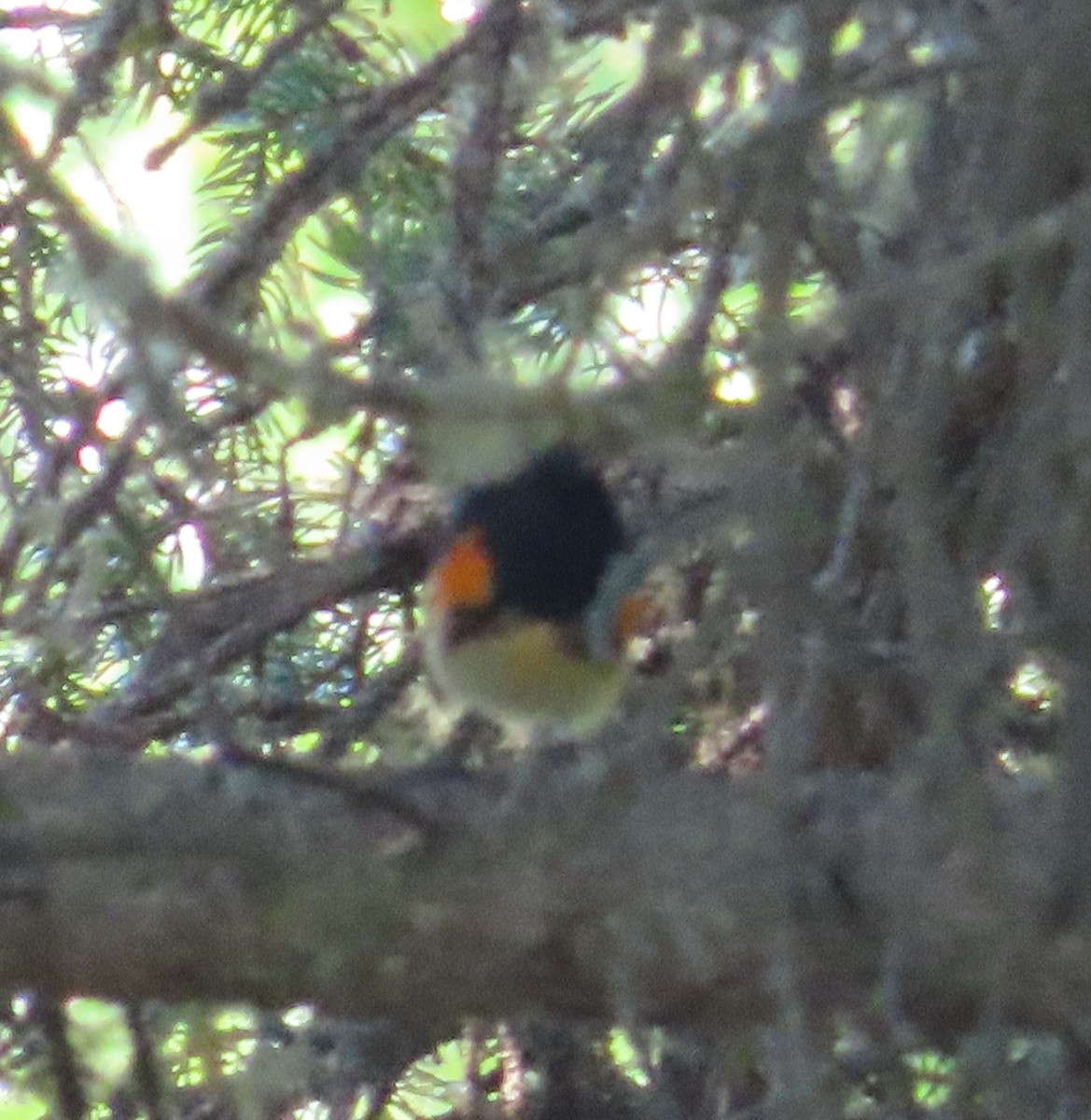 American Redstart - ML620873808