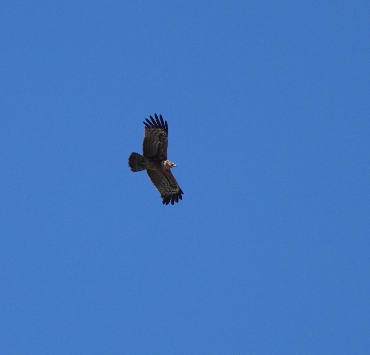 African Harrier-Hawk - ML620873815