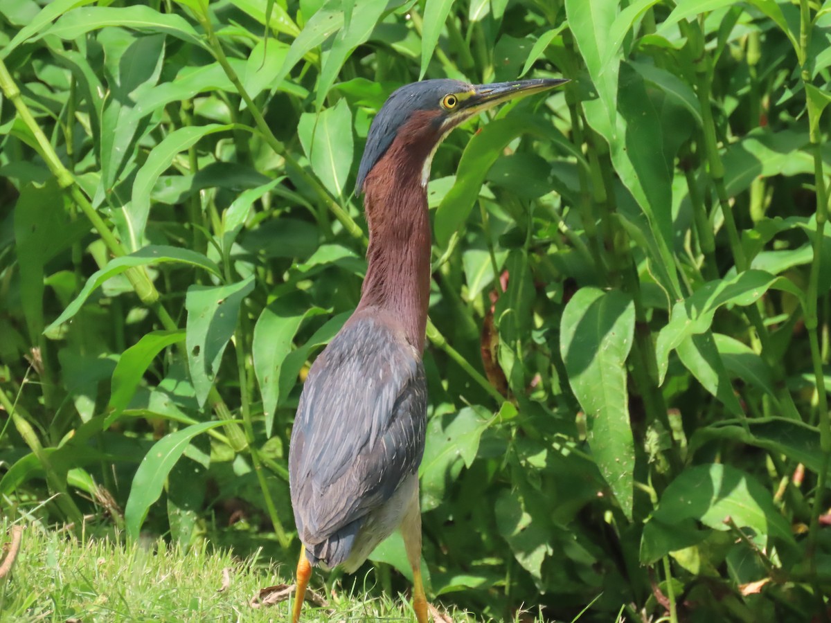 Green Heron - ML620873818