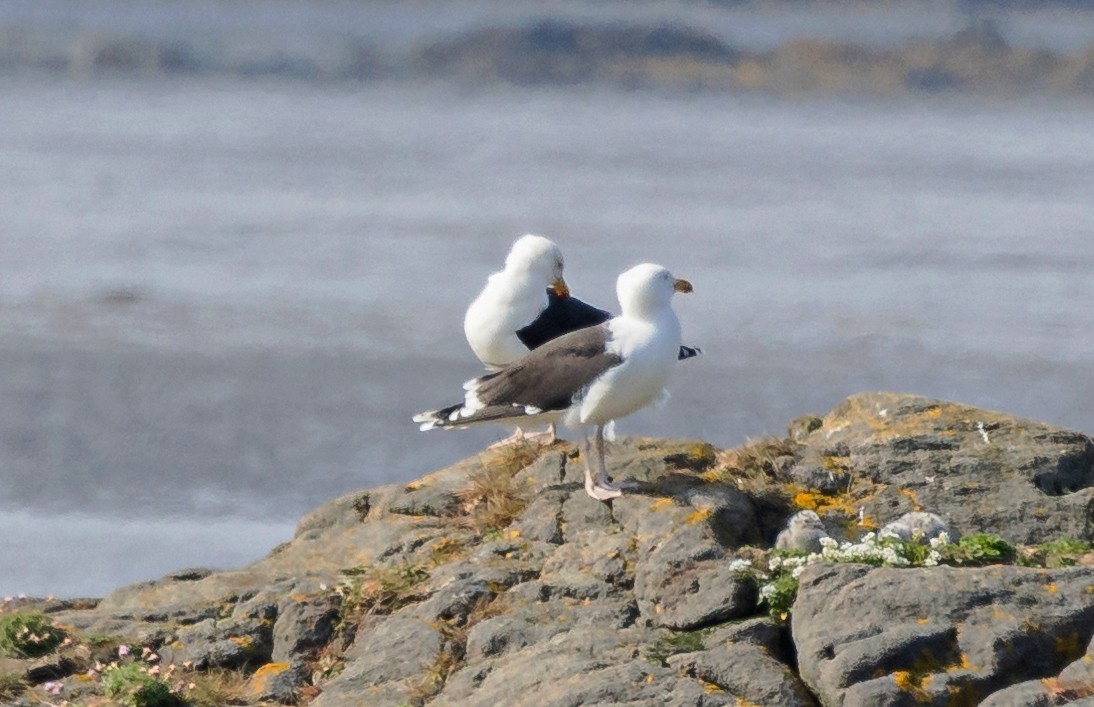 Lesser Black-backed Gull - ML620873824