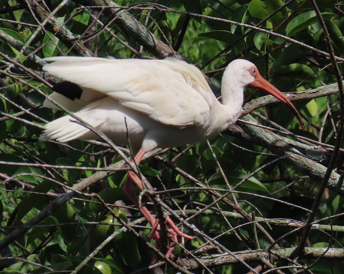 White Ibis - ML620873826