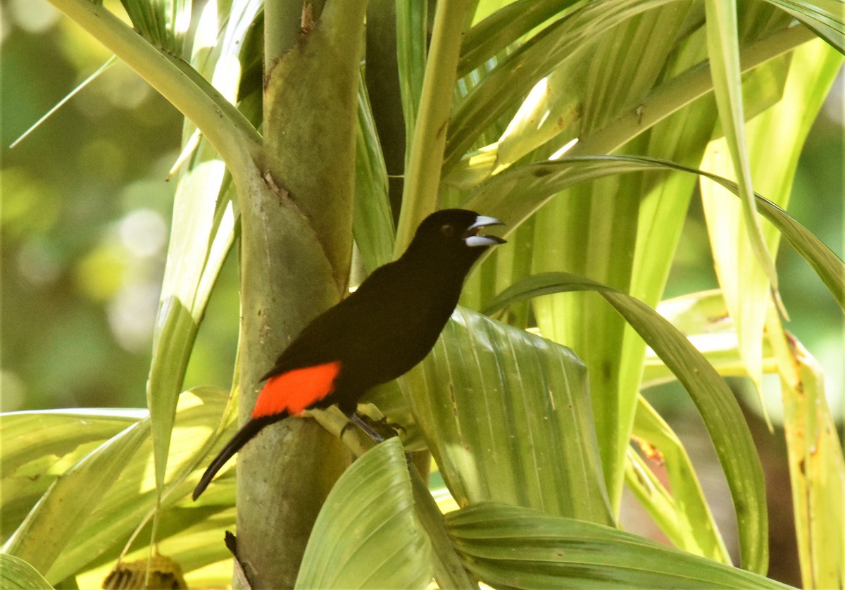 Scarlet-rumped Tanager (Cherrie's) - ML620873828