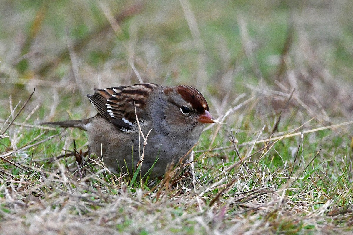 White-crowned Sparrow - ML620873829