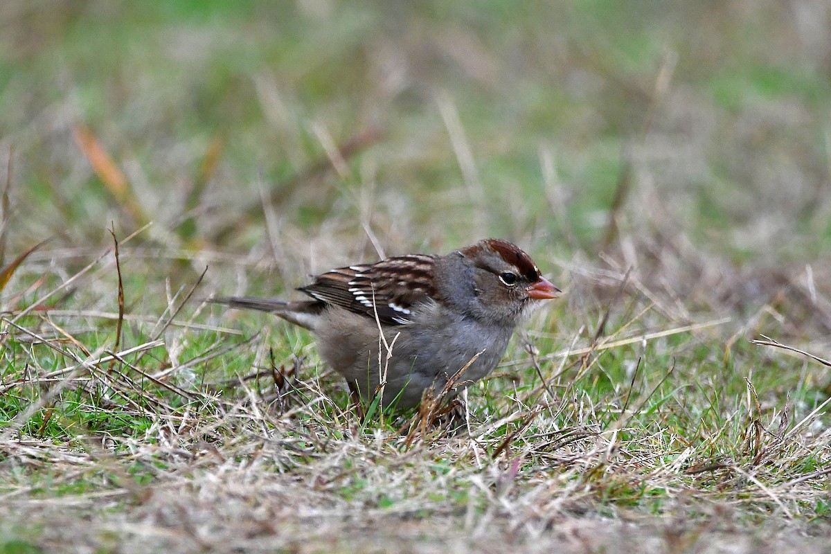 White-crowned Sparrow - ML620873831