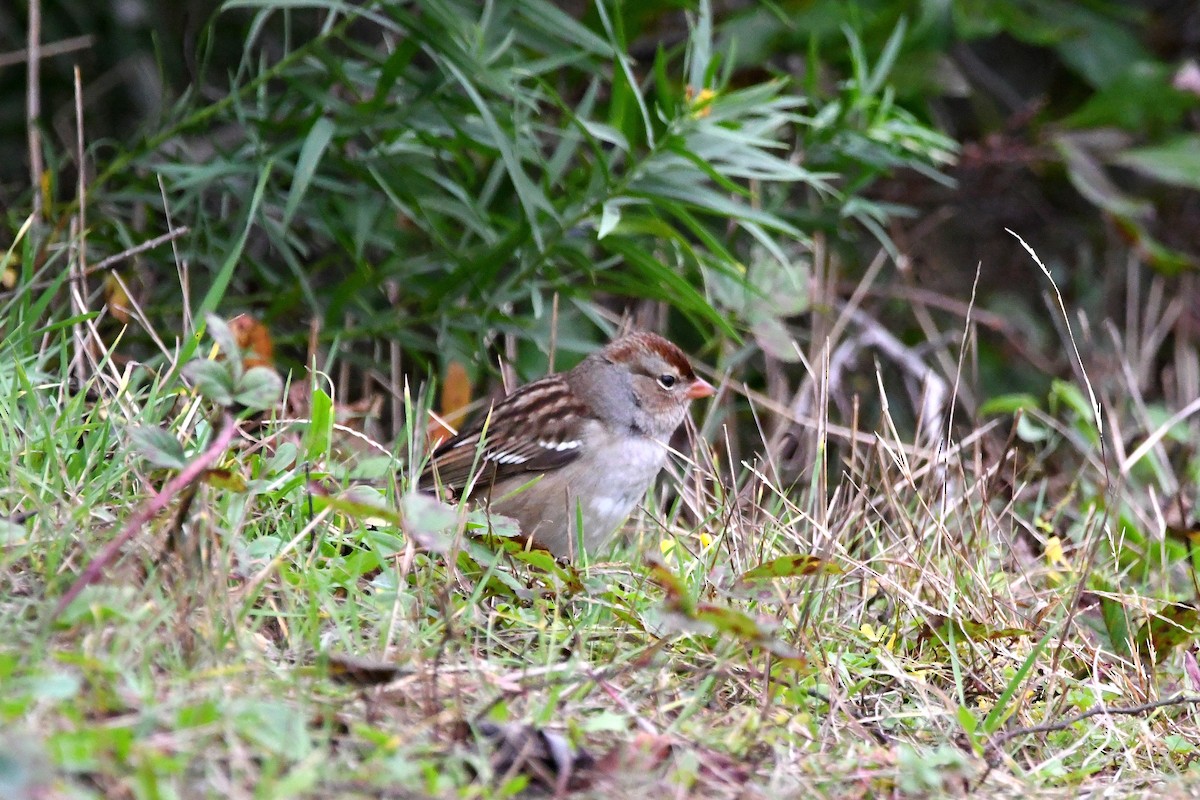 White-crowned Sparrow - ML620873832