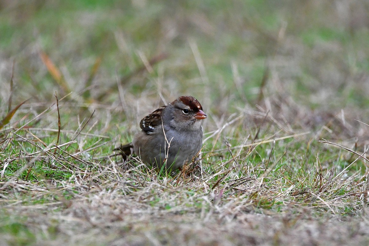 White-crowned Sparrow - ML620873833