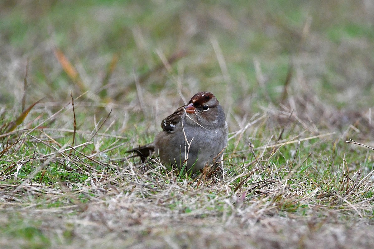 White-crowned Sparrow - ML620873834