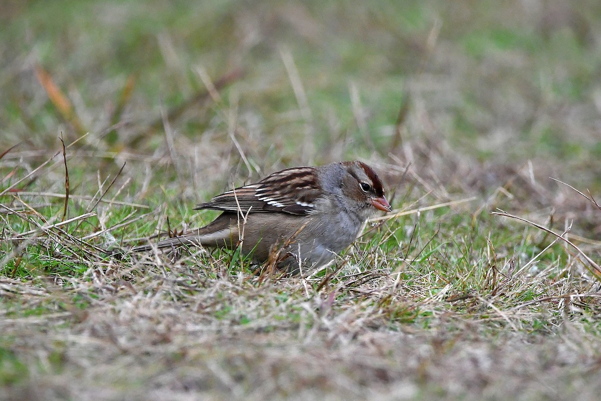 White-crowned Sparrow - ML620873835